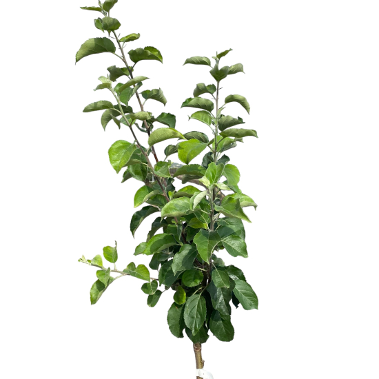 Pommier verde doncella
