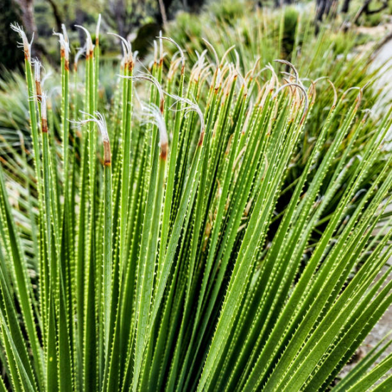 Sotol, Dasylire serratifolium