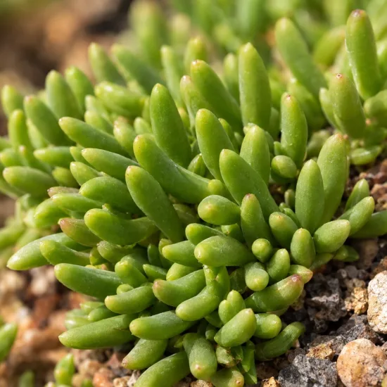 Pourpier vivace 'Red mountain' (Delosperma dyeri) — touffe de petites tiges charnues vertes · Photo d'illustration