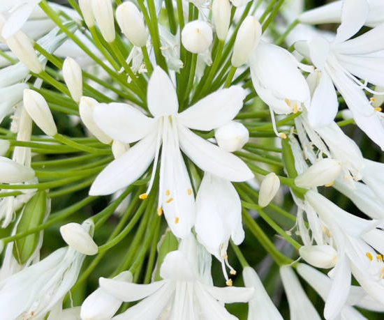 Agapanthe 'Bridal bouquet'