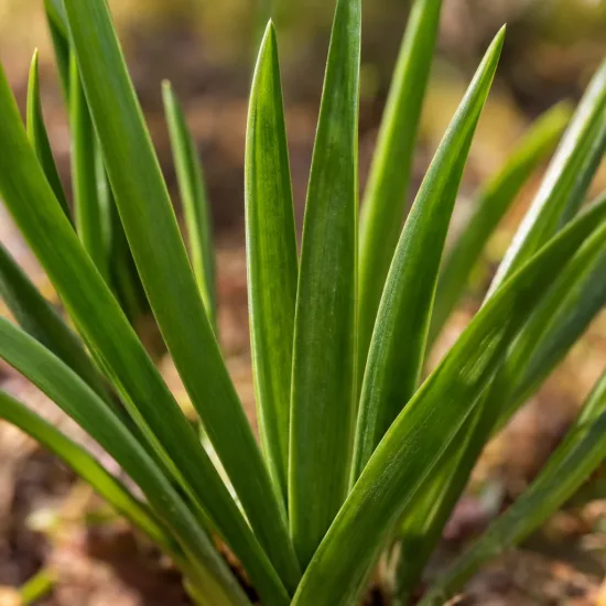 Fleur arlequin 'Mélange' (Sparaxis tricolor) — touffe de longues feuilles vertes lancéolées · Photo d'illustration