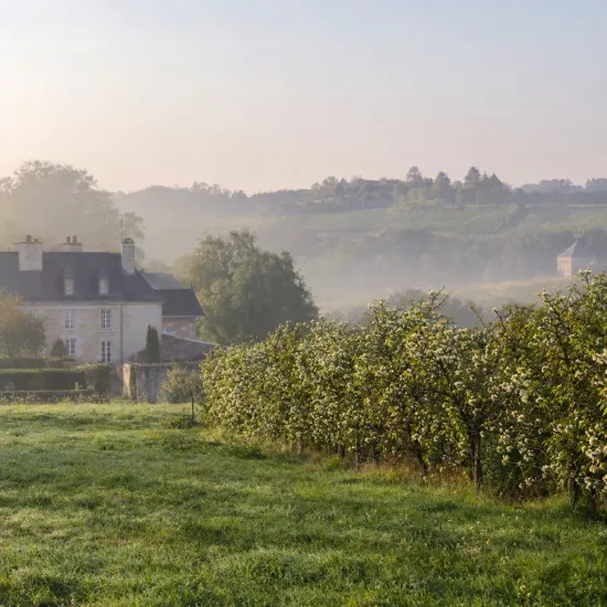 Oranger trifolié (Poncirus) — haie le long d’un champ devant une maison · Photo d'illustration