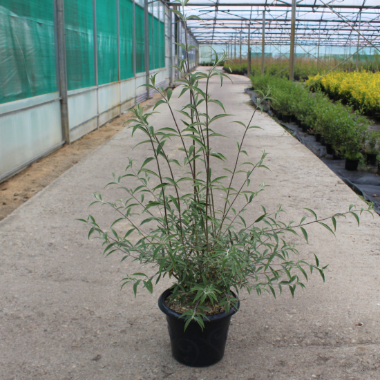 Arbre aux papillons 'Nanho blue bleu azur'