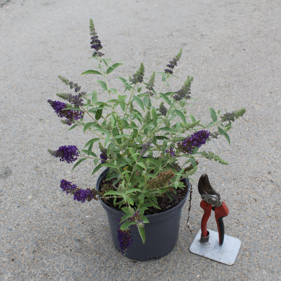 Arbre aux papillons 'minuit'