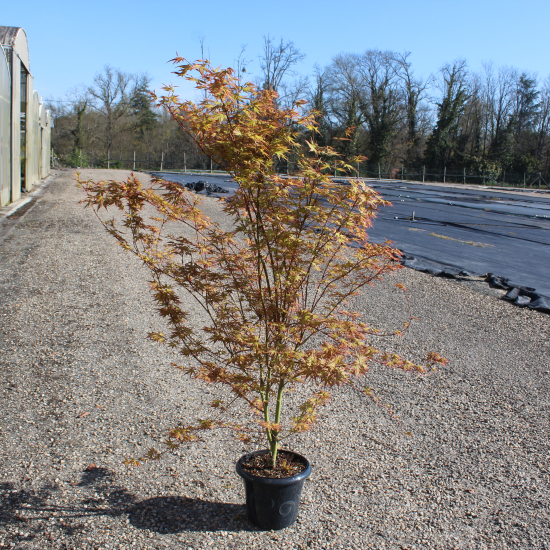Érable du japon 'Phoenix'