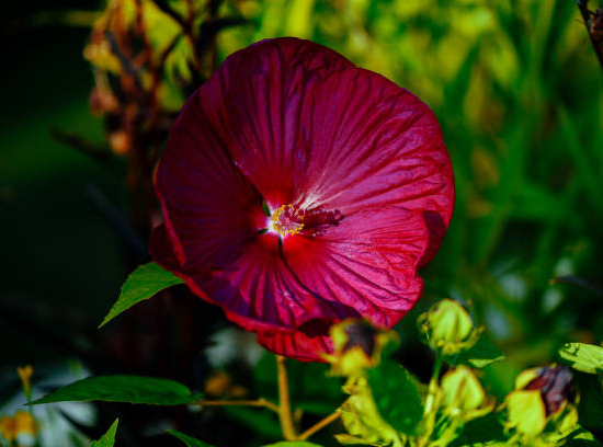 Hibiscus des marais 'Summerific midnight marvel'