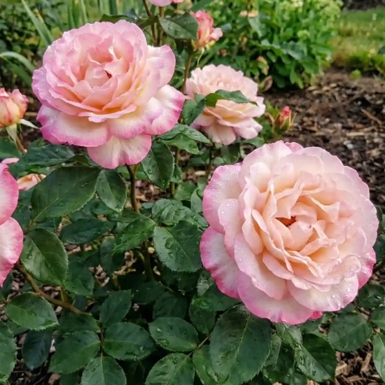 Rosier 'Caprice de meilland '