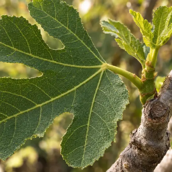 Figuier 'Blanquette' (Ficus carica) — gros plan sur feuille lobée et jeune pousse