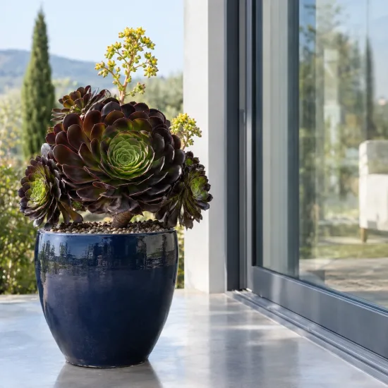 Succulente 'Surreal vortex' (Semponium) — succulente en rosette avec hampes fleuries jaunes · Photo d'illustration