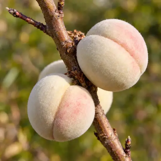 Pêcher 'Michelini' (Prunus persica) — gros plan de fruits veloutés bicolores sur branche