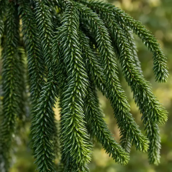 Cèdre du japon 'Araucarioides' (Cryptomeria japonica) — longs rameaux retombants couverts d’aiguilles denses