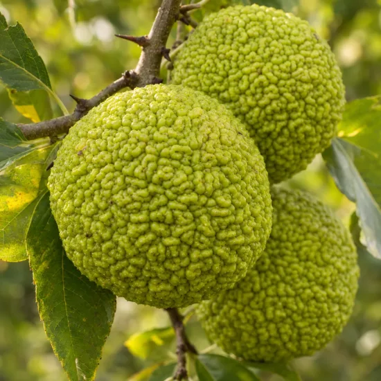 Oranger des osages (Maclura pomifera) — gros fruits bosselés verts sur branches feuillées · Photo d'illustration