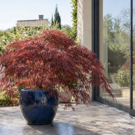 Erable du japon pourpre 'Crimson queen' (Acer palmatum) — arbuste au feuillage rouge en pot vernissé bleu · Photo d'illustration