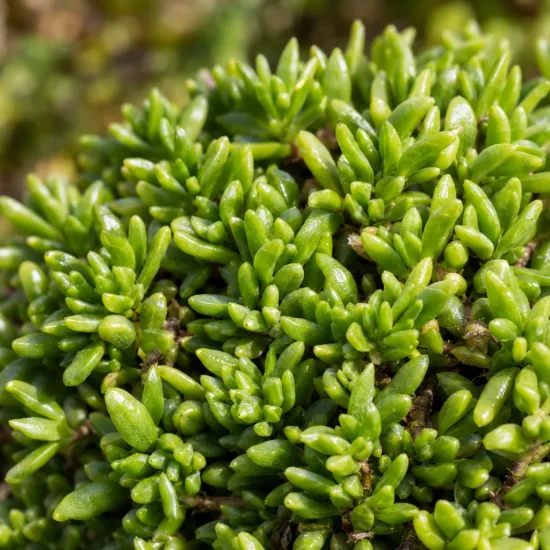 Pourpier vivace 'Hurricane' (Delosperma) — gros plan sur feuillage vert charnu et dense · Photo d'illustration