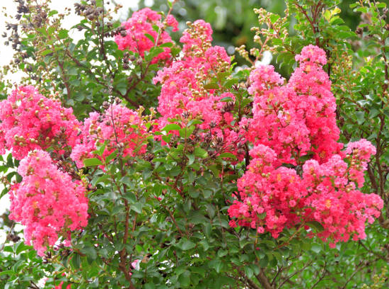 Lilas des indes 'Coral magic'