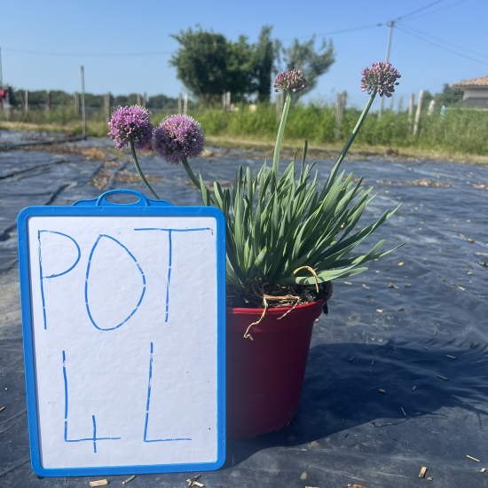 Ail d'ornement 'Lavender bubbles'