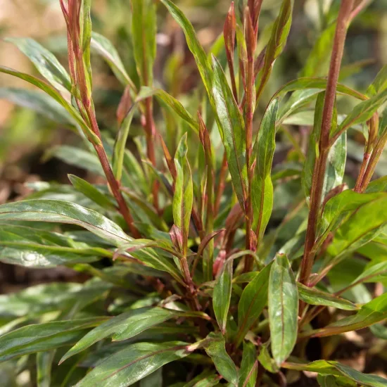 Gaura compacte rose 'Sel belleza dark pink' (Gaura lindheimeri) — touffe de feuilles lancéolées vertes aux tiges rouges · Photo d'illustration
