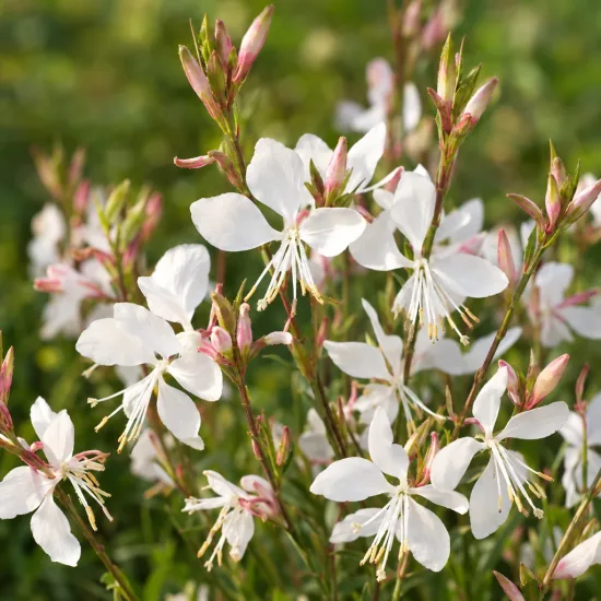 Gaura blanche compact 'Short form' (Gaura lindheimeri) — grappes de petites fleurs blanches et roses · Photo d'illustration