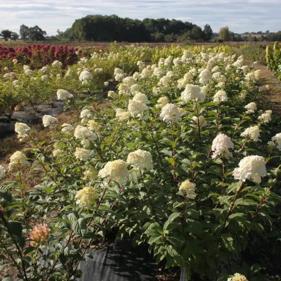 Hortensia panicule 'Diamantino'