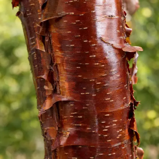 Cerisier du tibet (Prunus serrula) — gros plan sur écorce brun rouge brillante