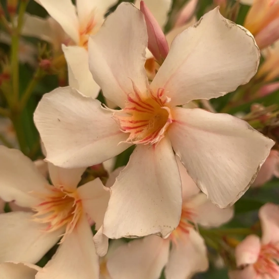 Laurier rose 'Angolio Pucci'