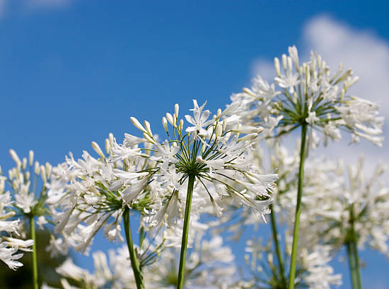 Agapanthe d'afrique 'Blanche'