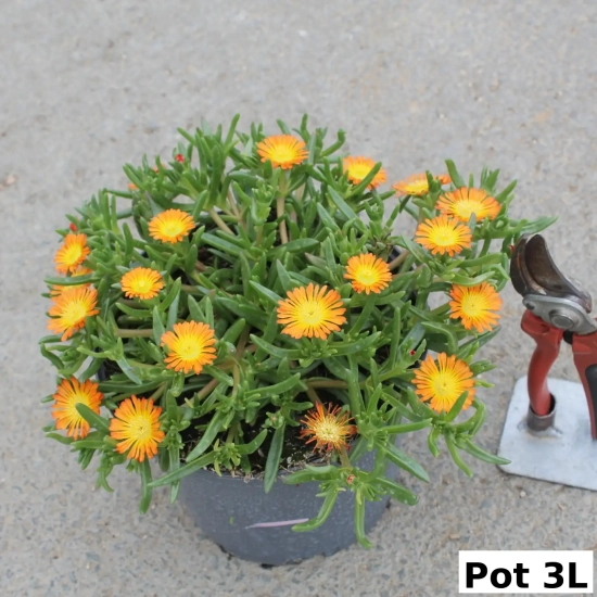 Pourpier vivace 'Orange wonder'