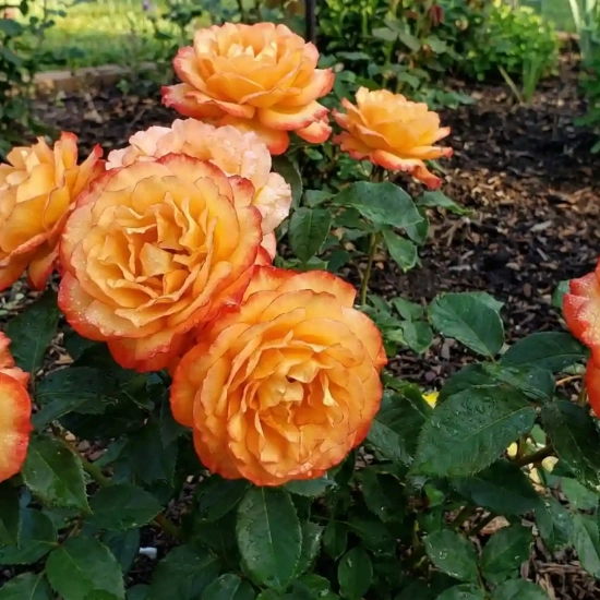 Rosier 'Soledad '