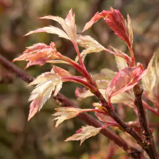 Érable du japon 'Extravaganza' (Acer palmatum) — jeunes feuilles panachées rouge et crème en gros plan