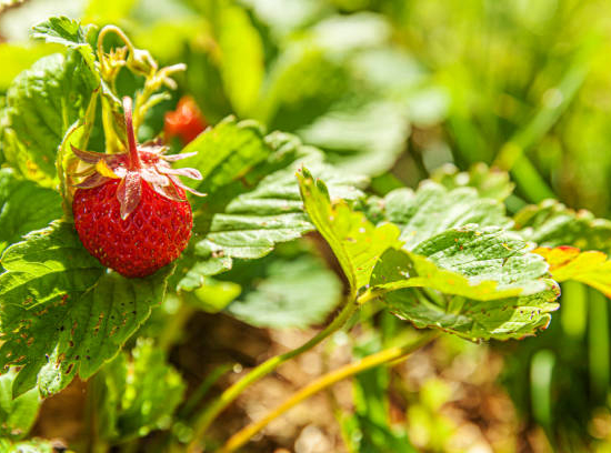 Fraisier 'Ostara'