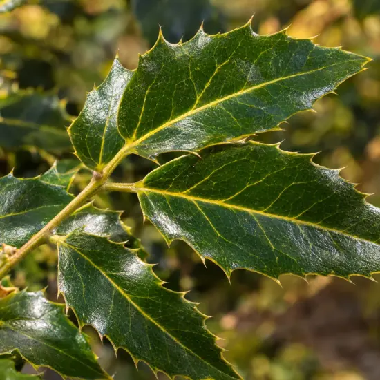 Mahonia 'Hivernant' (Mahonia japonica) — gros plan sur feuilles coriaces dentelées vert brillant