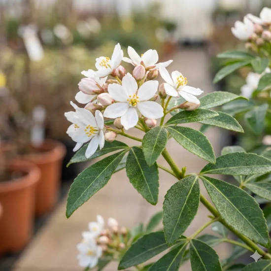 Oranger du mexique 'Aztec pearl'