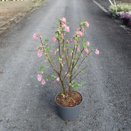 Groseillier à fleurs 'King edward vii'