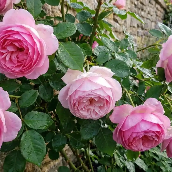 Rosier 'The ancient mariner '