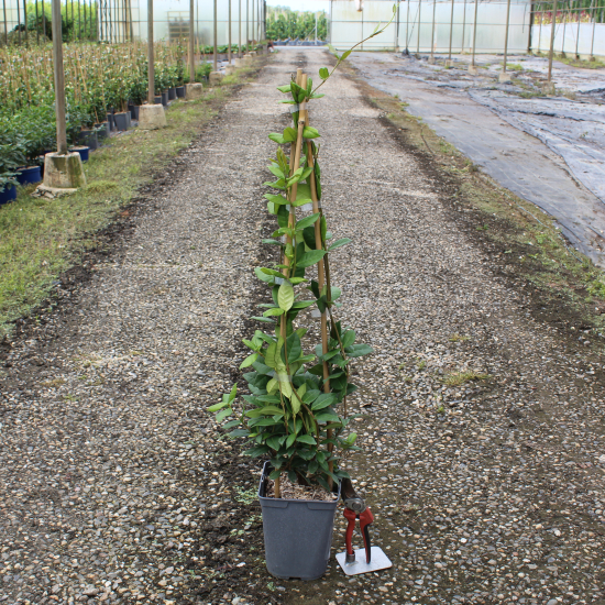 Faux-jasmin 'Select'