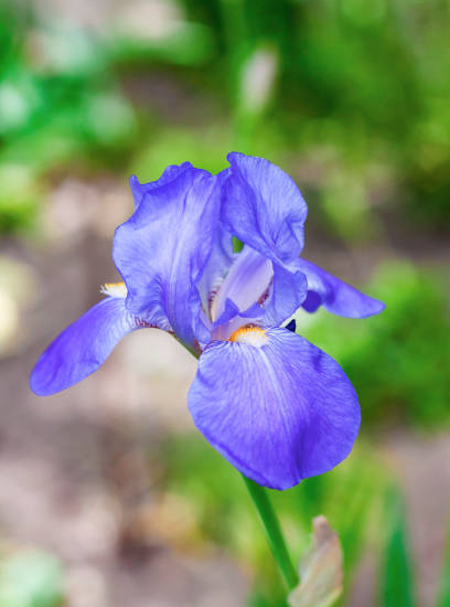 Iris nain 'Tinker bell bleu'