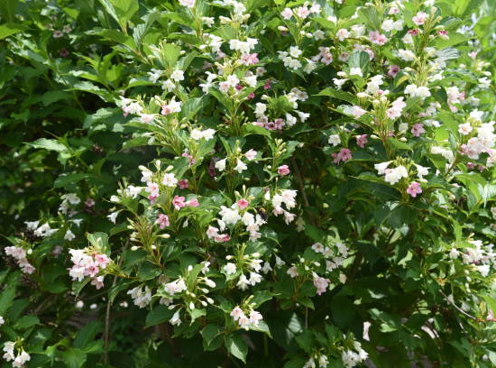 Weigelia 'Snowflake'
