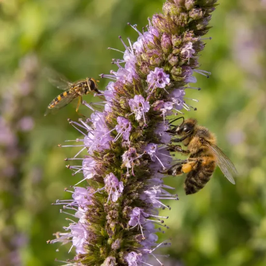 Menthe earl grey 'Earl grey' (Mentha × piperita) — gros plan d’un épi fleuri avec deux insectes · Photo d'illustration
