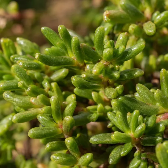 Pourpier vivace (Delosperma nubigenum) — gros plan sur feuillage charnu vert luisant · Photo d'illustration