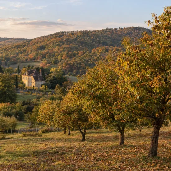 Châtaignier marrone di marradi 'Marrone di marradi' (Castanea savita) — verger sur colline avec maison en arrière-plan · Photo d'illustration