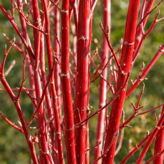 Cornouiller blanc 'Sibirica' (Cornus alba) — tiges rouges nues en gros plan · Photo d'illustration