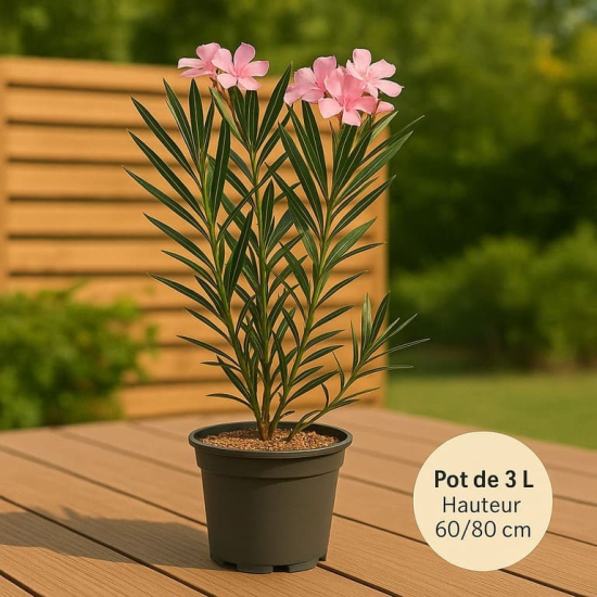 Laurier rose 'Tito Poggi'