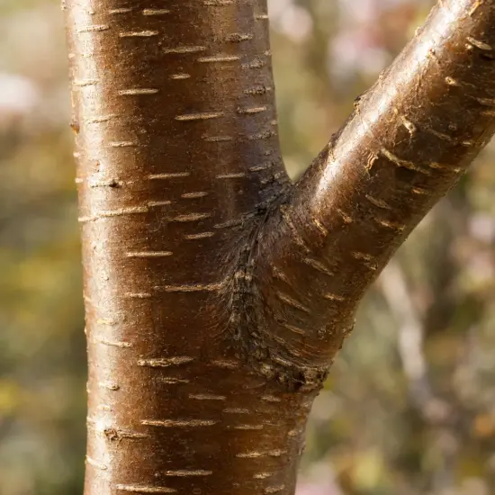 Cerisier du japon 'Sunset boulevard' (Prunus serrulata) — gros plan sur écorce lisse de tronc