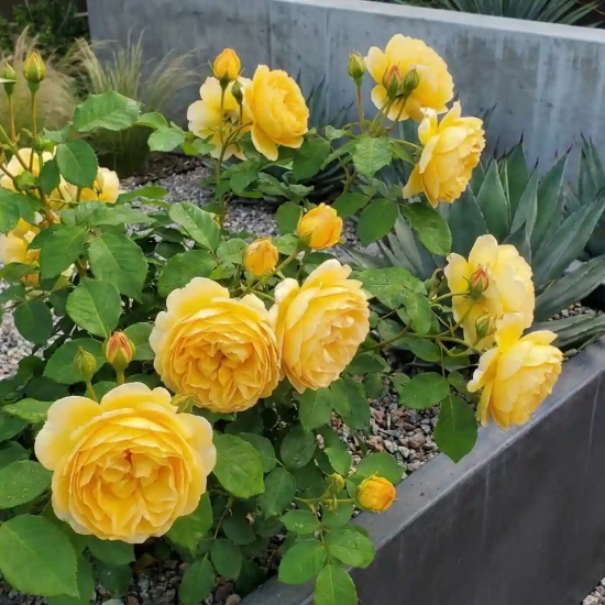 Rosier 'Charles darwin '