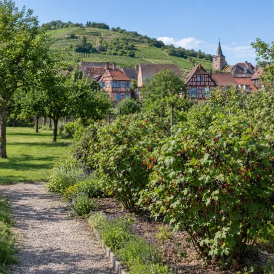 Casseillier (Ribes × culverwellii) — rangée d’arbustes fruitiers au bord d’un sentier · Photo d'illustration