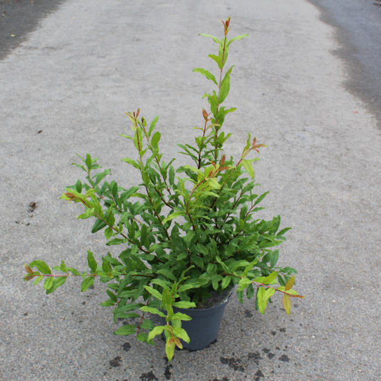 Grenadier à fleurs 'Malisi'