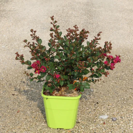 Lilas des indes 'Red red wine' — Pot 8L