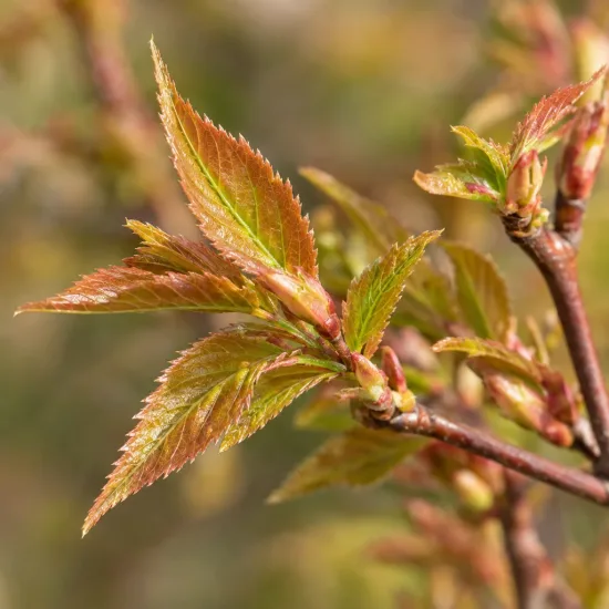 Cerisier à fleurs du japon nain 'Paean' (Prunus incisa) — jeunes feuilles dentées brun vert sur rameau · Photo d'illustration