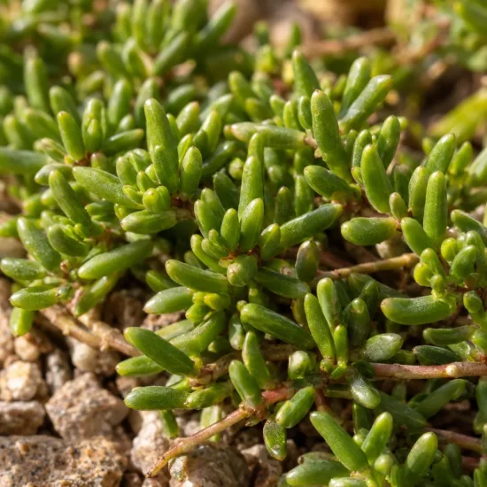 Pourpier vivace 'Canton loup' (Delosperma cooperi) — tapis de feuillage vert succulent sur graviers · Photo d'illustration