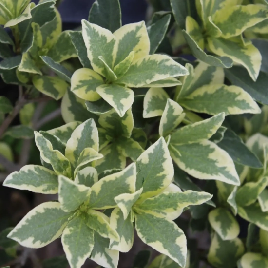 Pittosporum 'La blanca'